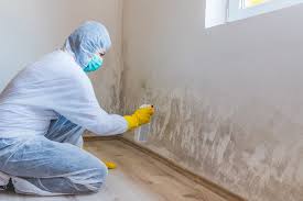 Best Forensic Mold Investigation  in Stevensville, MI